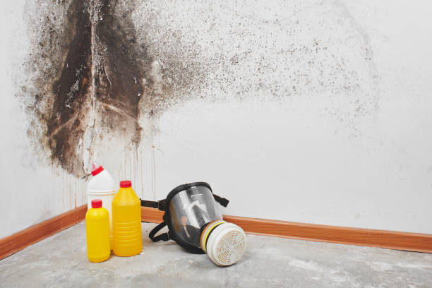 Best Mold Inspection  in Kalama, WA