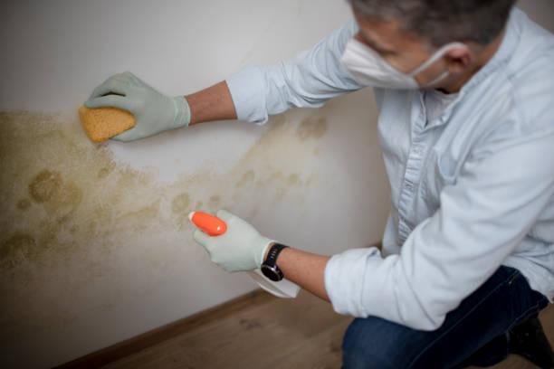 Best Mold Damage Repair  in Kalama, WA